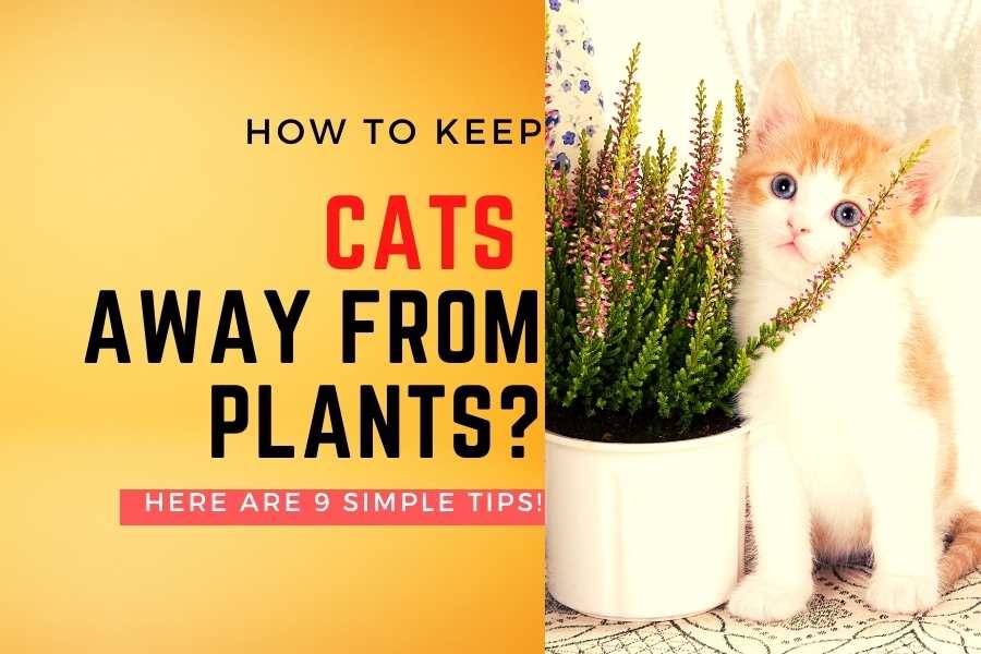 How To Keep Cats Out Of Houseplants