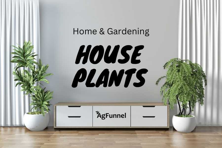 House plants for home gardening.