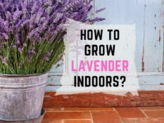 How to grow lavender indoors?. How to grow lavender indoors?.