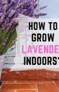 How to grow lavender indoors?.