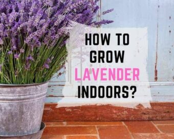 How to grow lavender indoors?.