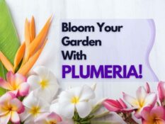 Bloom your garden with plumeria. Bloom your garden with plumeria.