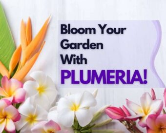 Bloom your garden with plumeria.