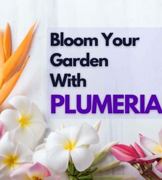 Bloom your garden with plumeria. Bloom your garden with plumeria.