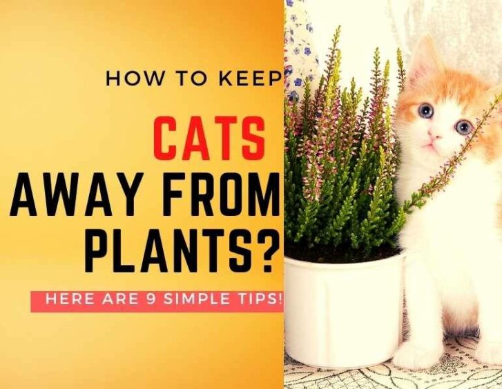 How to keep cats away from plants? are there simple tips?. How to keep cats away from plants? are there simple tips?.