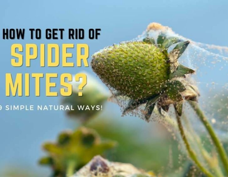 How to get rid of spider mites.