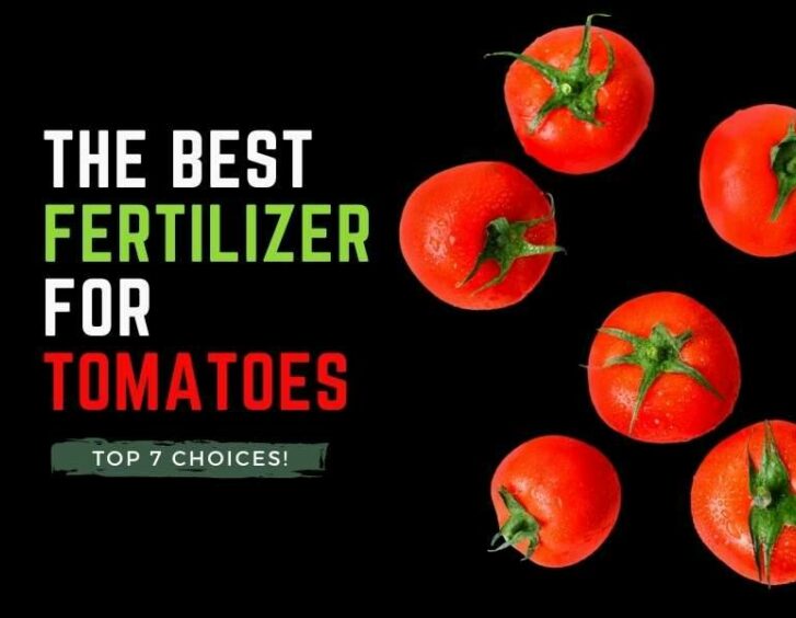 The best fertilizer for tomatoes. The best fertilizer for tomatoes.