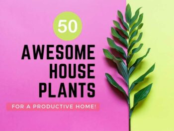 50 awesome house plants for a productive home.