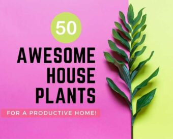 50 awesome house plants for a productive home.