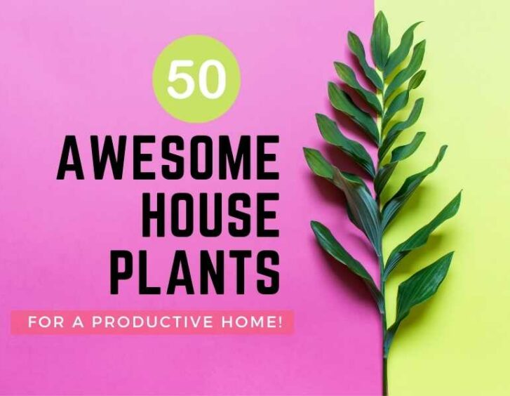 50 awesome house plants for a productive home. 50 awesome house plants for a productive home.