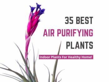 35 best air purifying air plants.