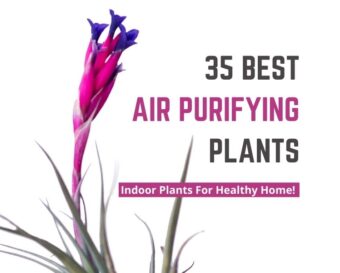 35 best air purifying air plants.