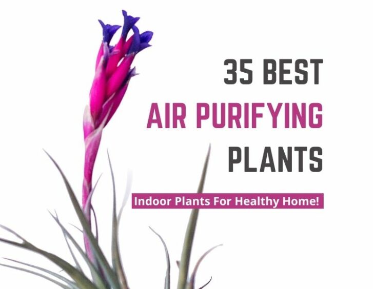 35 best air purifying air plants. 35 best air purifying air plants.