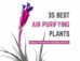 35 best air purifying air plants. 35 best air purifying air plants.