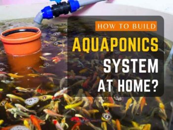 How to build aquaponics system at home?.