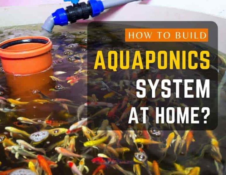 How to build aquaponics system at home?. How to build aquaponics system at home?.