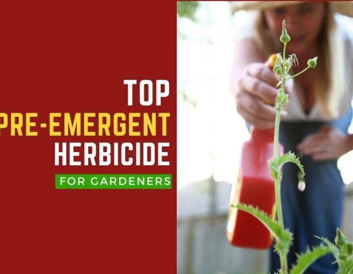 Top pre - emergent herbicide for gardeners. Top pre - emergent herbicide for gardeners.