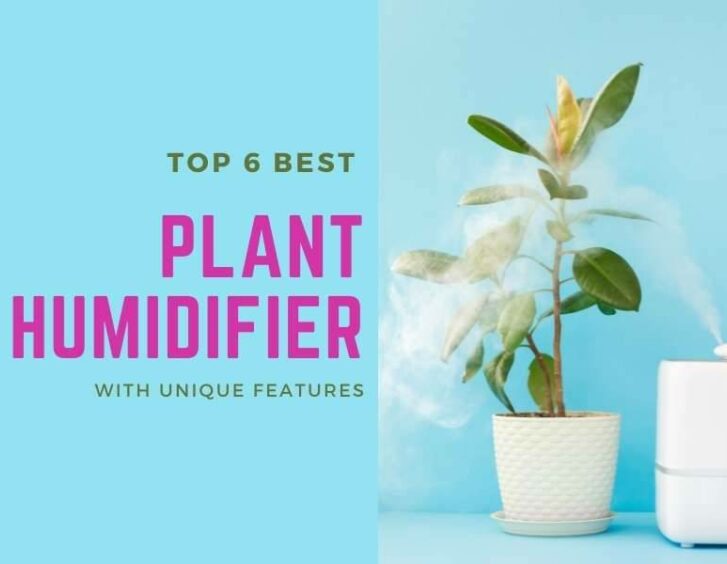 Top 6 best plant humidifier with unique features. Top 6 best plant humidifier with unique features.