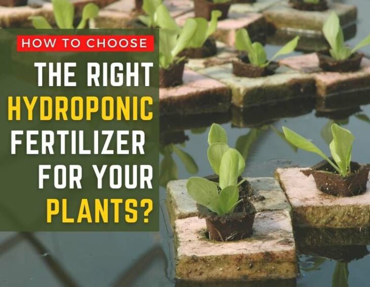 How to choose the right hydroponic nutrient for your plants?.