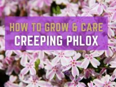 How to grow and care creeping philox. How to grow and care creeping philox.