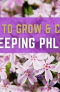 How to grow and care creeping philox.