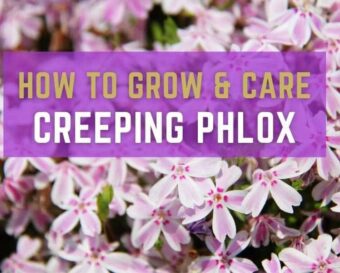 How to grow and care creeping philox.