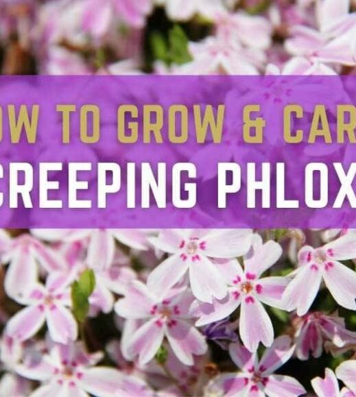 How to grow and care creeping philox. How to grow and care creeping philox.