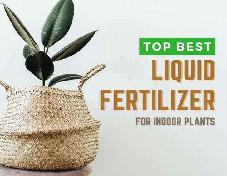 Top best liquid fertilizer for indoor plants. Top best liquid fertilizer for indoor plants.