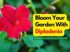 Bloom your garden with dipadena. Bloom your garden with dipadena.