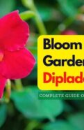 Bloom your garden with dipadena.