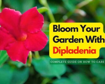 Bloom your garden with dipadena.