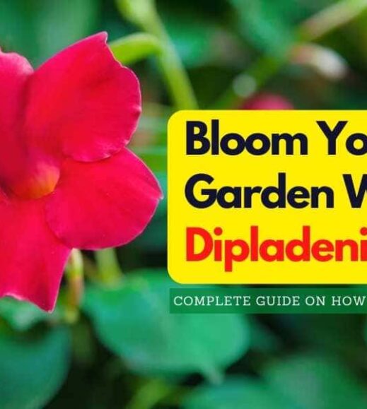 Bloom your garden with dipadena. Bloom your garden with dipadena.
