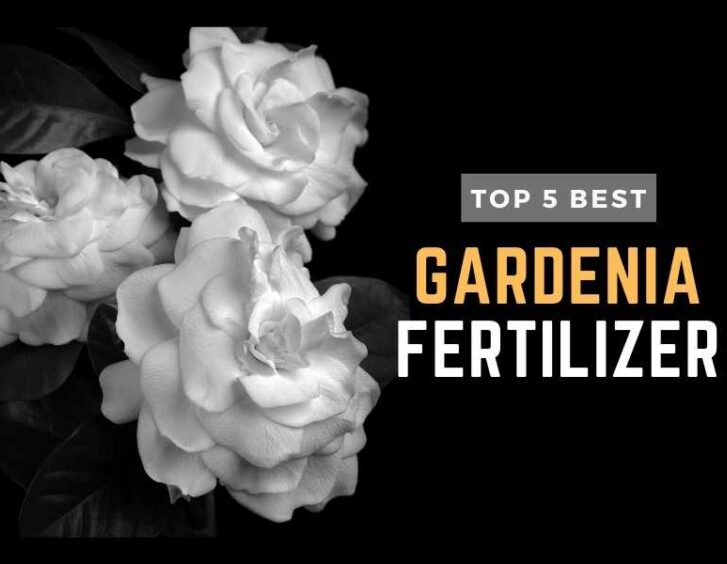 Top 3 best gardenia fertilizer. Top 3 best gardenia fertilizer.