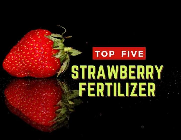 Top five strawberry fertilizers. Top five strawberry fertilizers.