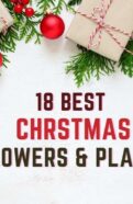Discover 18 beautiful Christmas flowers and plants to brighten your home this holiday season.