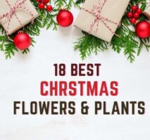 Discover 18 beautiful Christmas flowers and plants to brighten your home this holiday season.
