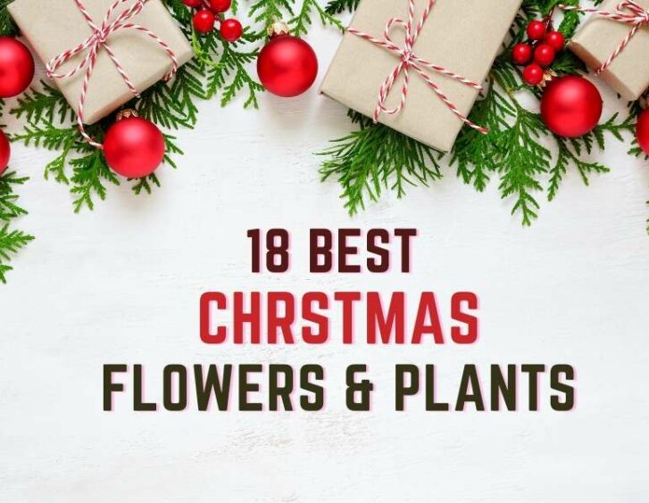 Discover 18 beautiful Christmas flowers and plants to brighten your home this holiday season.