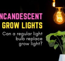 Incandescent grow lights can a regular light bulb replace grow light?.