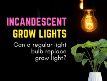 Incandescent grow lights can a regular light bulb replace grow light?.