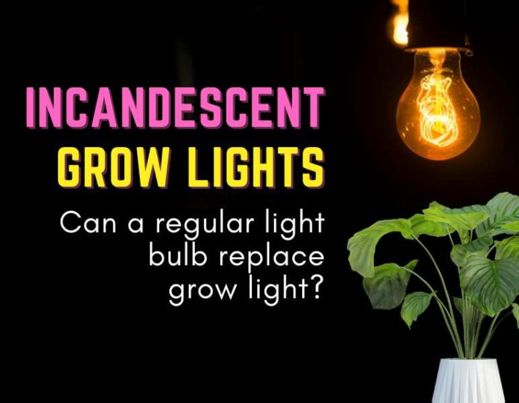 Incandescent grow lights can a regular light bulb replace grow light?. Incandescent grow lights can a regular light bulb replace grow light?.