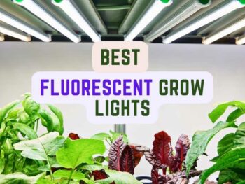 Best fluorescent grow lights.