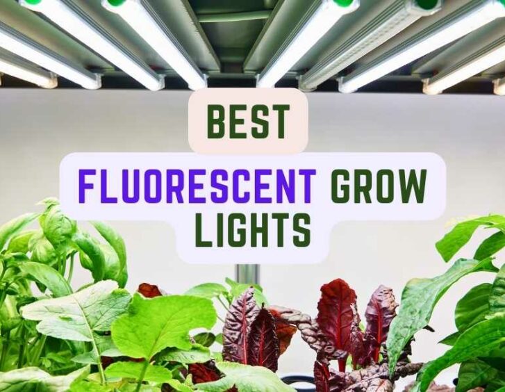 Best fluorescent grow lights. Best fluorescent grow lights.
