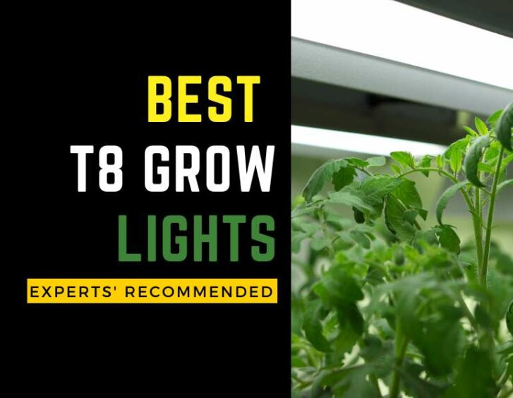 Best t8 grow lights experts recommended. Best t8 grow lights experts recommended.