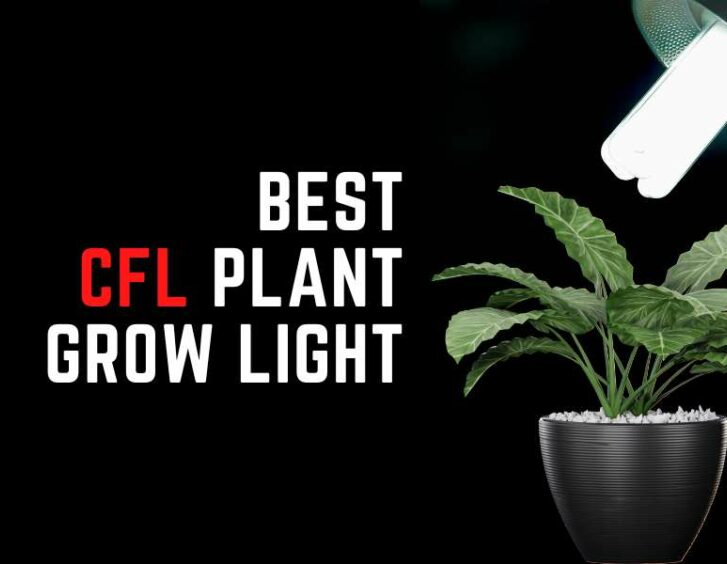 Best cfl plant grow light. Best cfl plant grow light.
