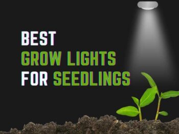 Top grow lights for seedlings are essential accessories for indoor plants.