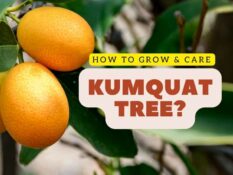Learn how to grow and care for a kumquat tree. Learn how to grow and care for a kumquat tree.
