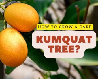 Learn how to grow and care for a kumquat tree.