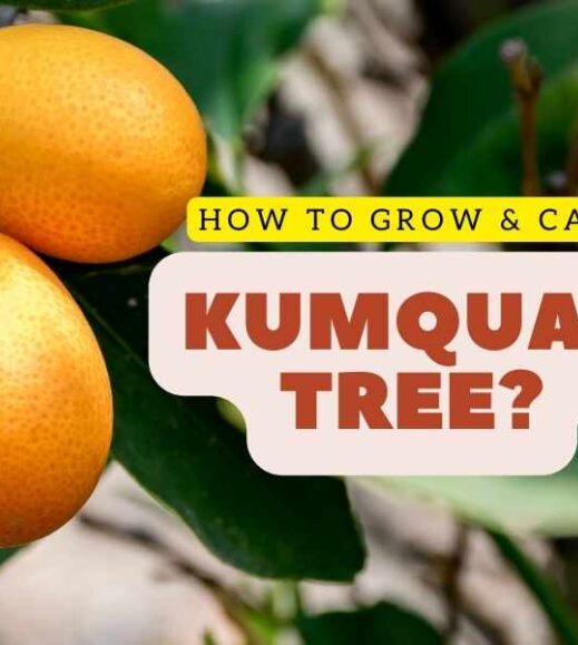 Learn how to grow and care for a kumquat tree.