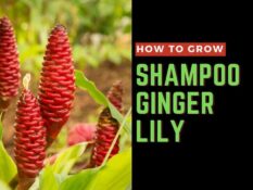 Learn how to grow Shampoo Ginger. Learn how to grow Shampoo Ginger.