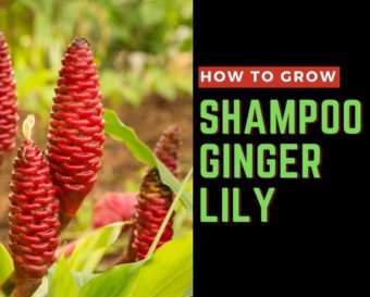 Learn how to grow Shampoo Ginger.